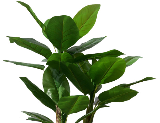 热带芭蕉叶高清PNG透明素材，动植物设计元素免费下载