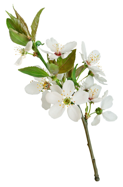 白色杏花高清PNG透明图片，花枝花草装饰元素，设计素材免费下载
