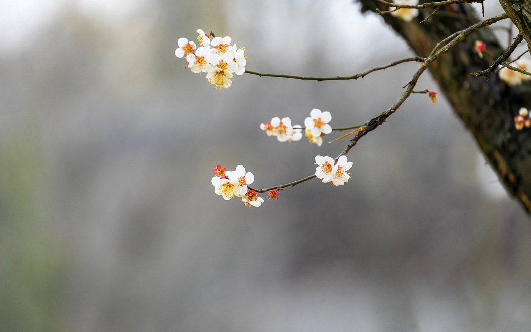 春韵枝头小花高清壁纸，2880x1800分辨率，适配平板笔记本