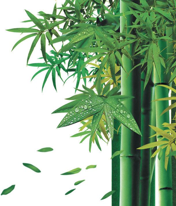 清晨竹林高清PNG透明素材，植物装饰元素图片设计下载