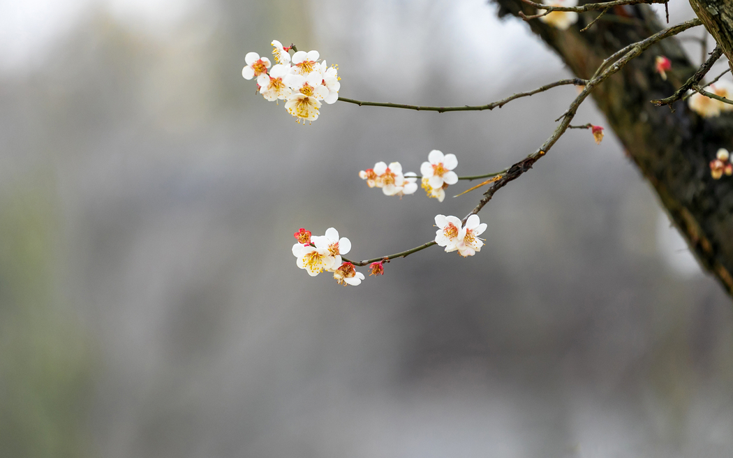 春韵树枝小花高清壁纸 3200x2000 适配平板笔记本