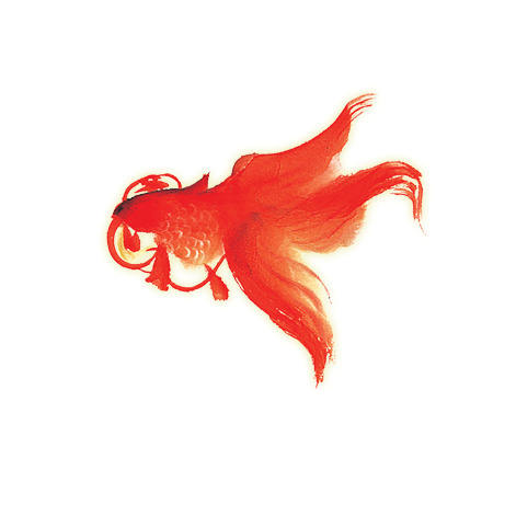 金鱼高清PNG透明图片，动物装饰元素设计素材下载