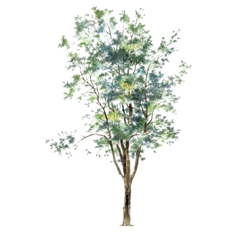 手绘桑树高清PNG素材，透明动植物元素免费下载