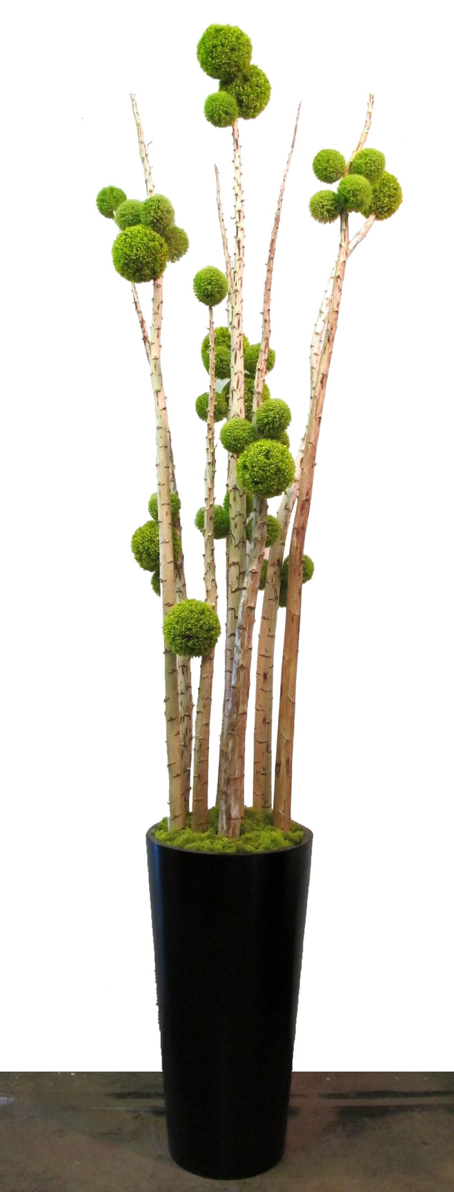 室内盆栽高清PNG透明图片素材，动植物元素与植物设计图下载