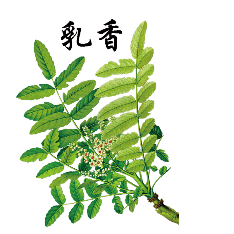 绿色乳香高清PNG动植物元素透明图片，植物设计素材免费下载