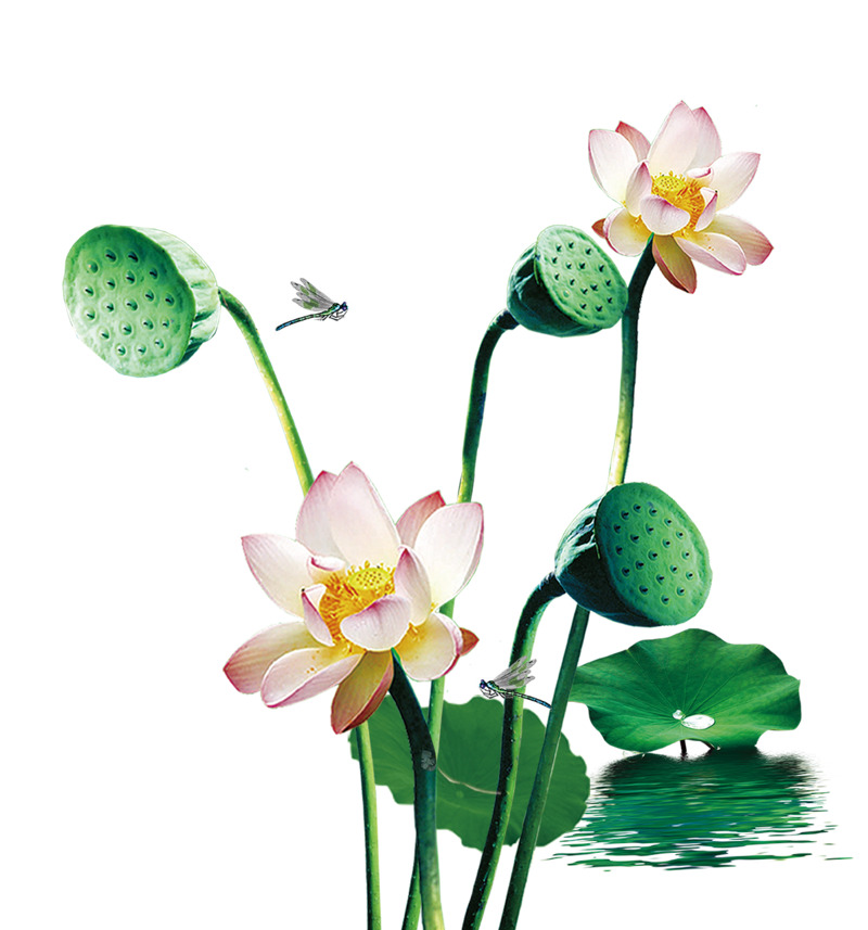 夏至节气清新荷花插画PNG素材下载