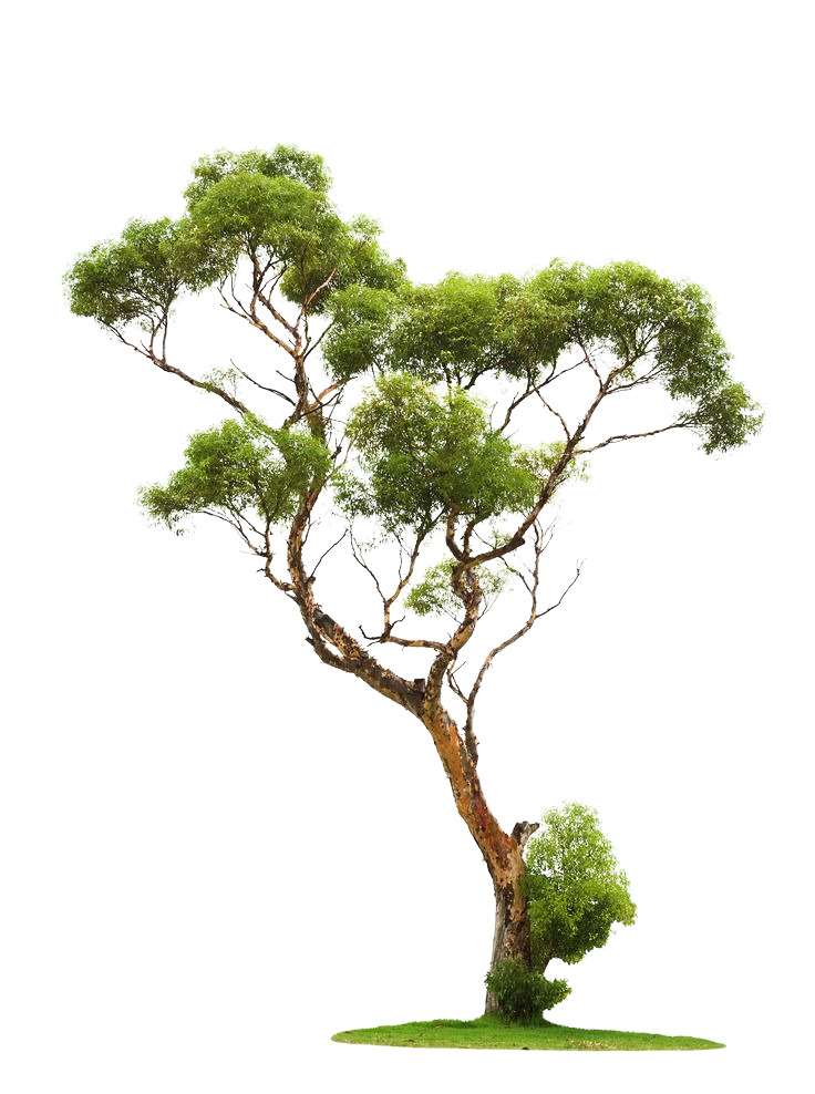 高清PNG透明常青松树图片，装饰元素植物设计素材下载