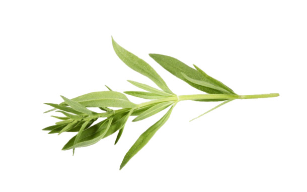 马鞭草高清PNG透明素材下载，精美装饰植物图片