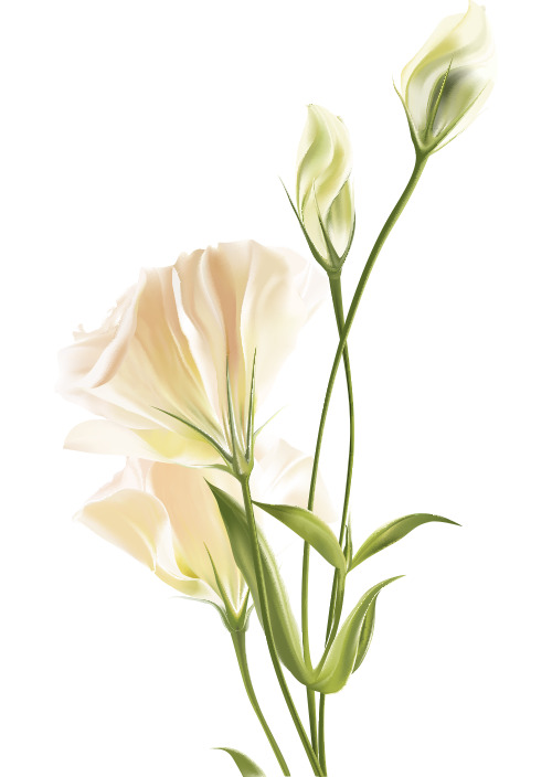 高清百合白花PNG透明图片素材，装饰元素植物图下载