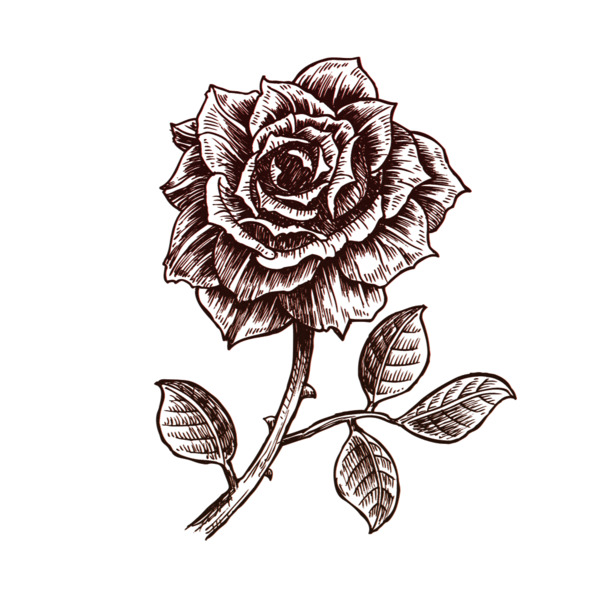 线描手绘玫瑰高清PNG透明图片，情人节节日元素设计素材下载