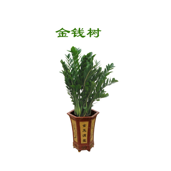 金钱树高清PNG透明图片素材下载，动植物元素植物设计图