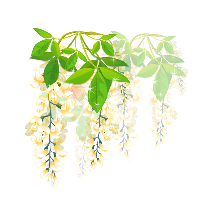 槐花高清PNG透明图片素材，动植物元素植物设计下载