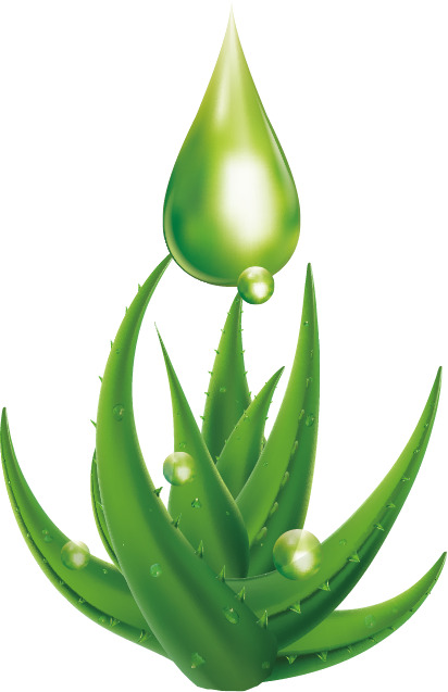 芦荟高清PNG透明矢量图素材，植物装饰元素下载