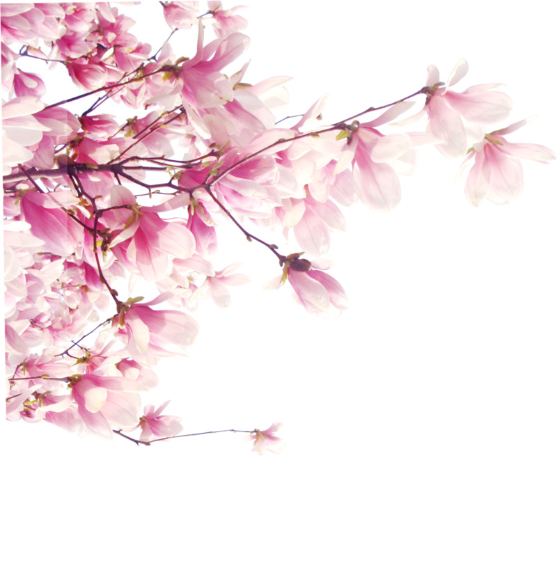 粉色桃花枝婚礼装饰PNG透明高清图片素材下载