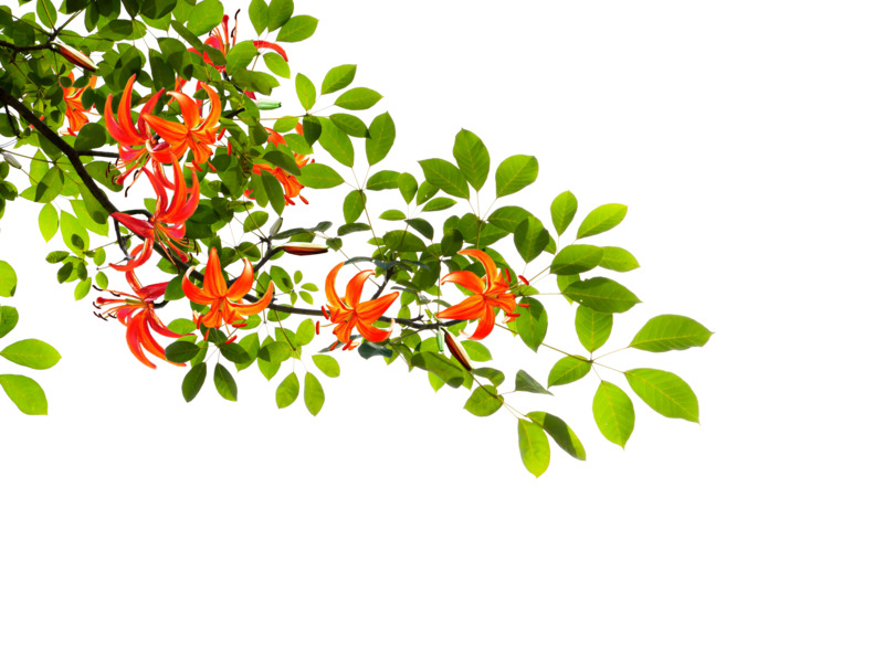 春天花卉高清PNG免抠元素，动植物设计素材下载