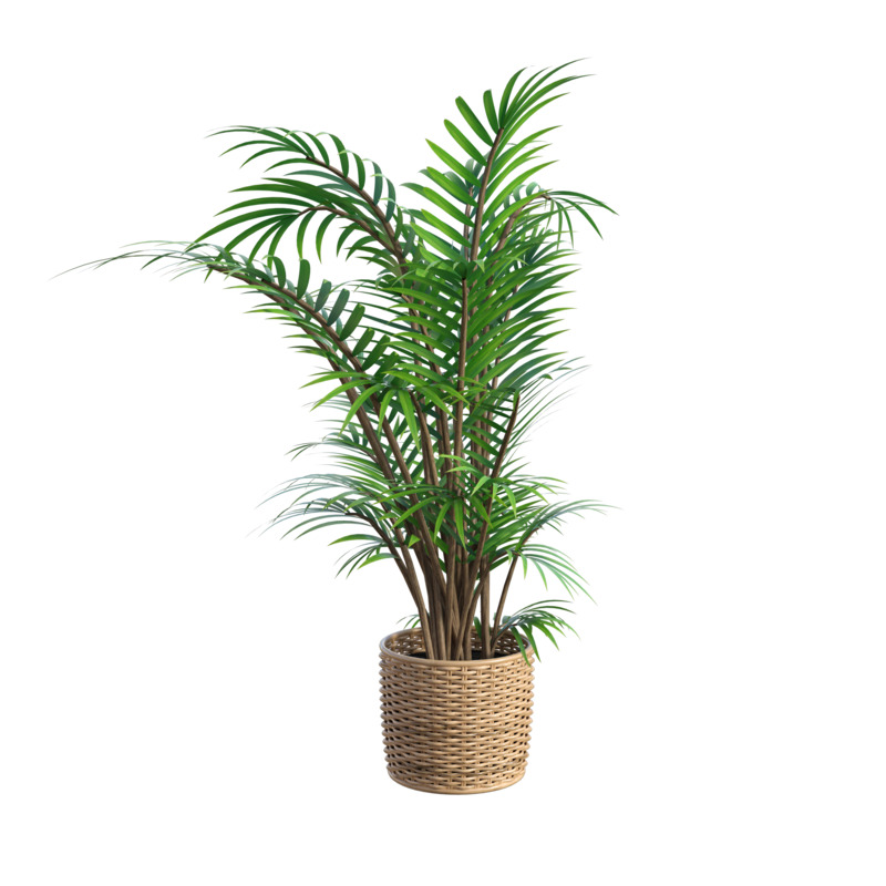 高清绿色植物盆栽PNG透明漂浮元素设计素材下载