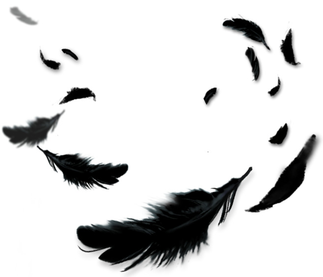 黑色羽毛飘落高清PNG透明素材，漂浮元素设计图免费下载