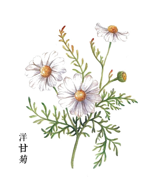洋甘菊高清PNG透明图片素材，装饰植物元素免费下载