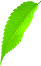 端午节绿色艺术树叶风光PNG透明图片素材下载