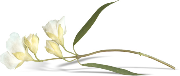 百合花花骨朵高清PNG透明装饰元素素材下载