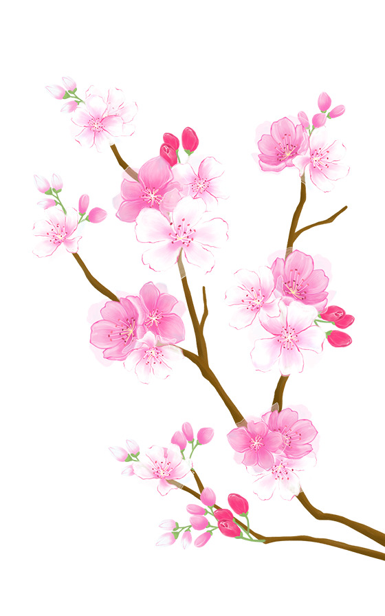 春天花卉树叶高清PNG透明素材，含桃花杏花，设计装饰元素下载