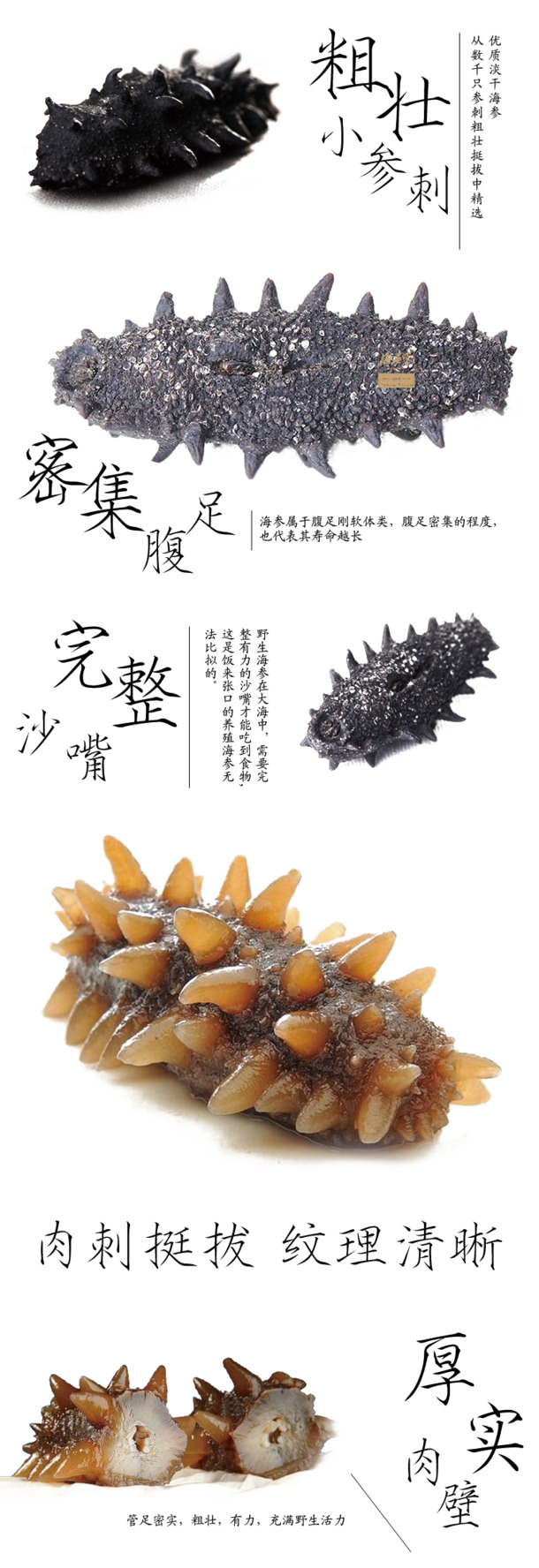 高清海参PNG透明图片，动物装饰元素设计素材下载