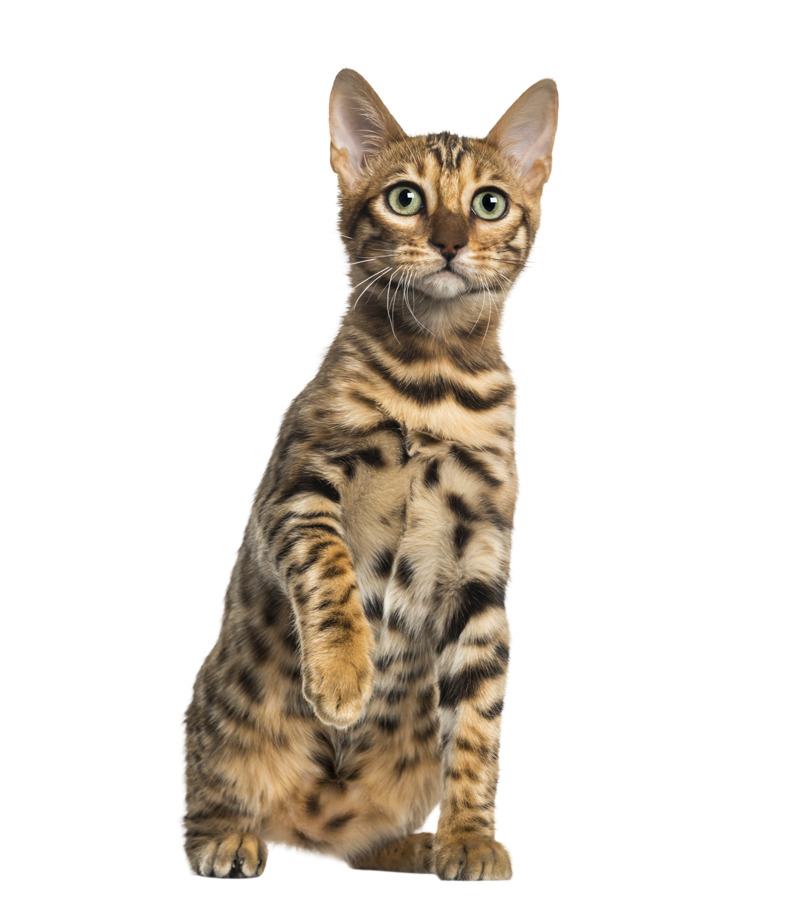 小猫咪高清PNG图片素材，可爱宠物猫动植物元素下载
