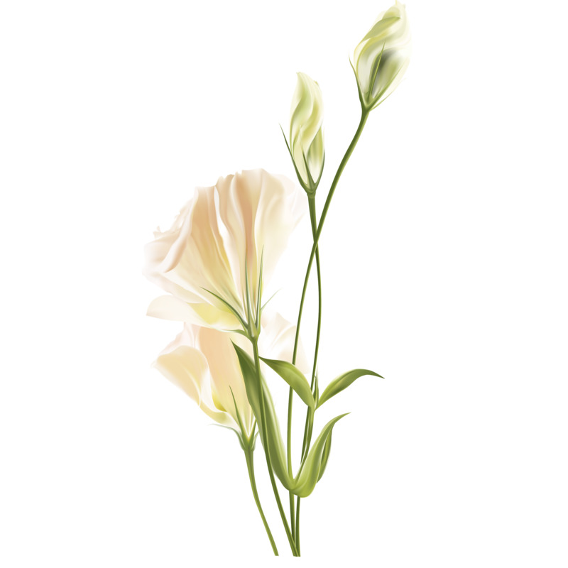 小清新风格动植物插画PNG透明图片素材下载