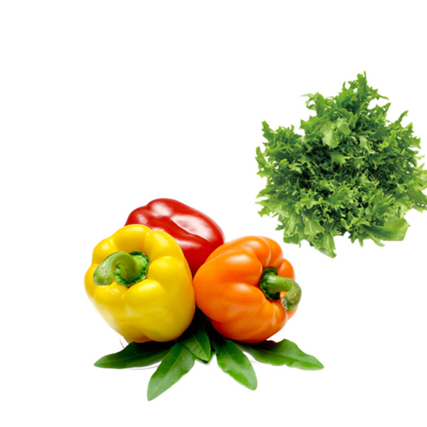 高清PNG透明蔬菜装饰元素与植物设计素材下载