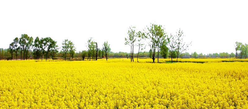 油菜花旅游海报高清PNG素材下载，透明背景风景图片设计元素