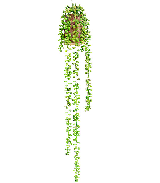 墙面装饰绿植PNG透明图片素材，高清植物元素下载
