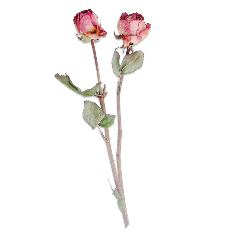 高清PNG透明玫瑰花干花装饰元素图片素材下载