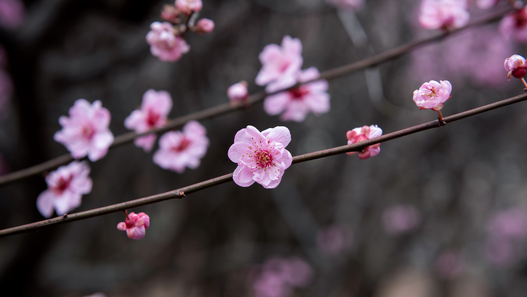 4K高清梅花风景壁纸 3840x2160 下载
