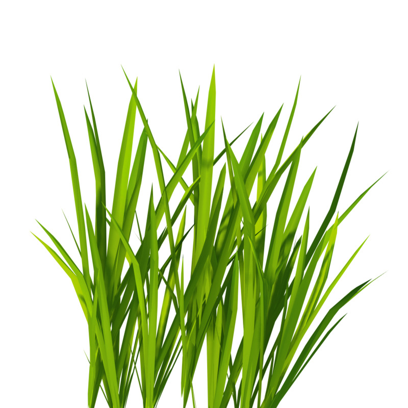 绿色青草植物PNG透明高清图片，动植物元素设计素材下载