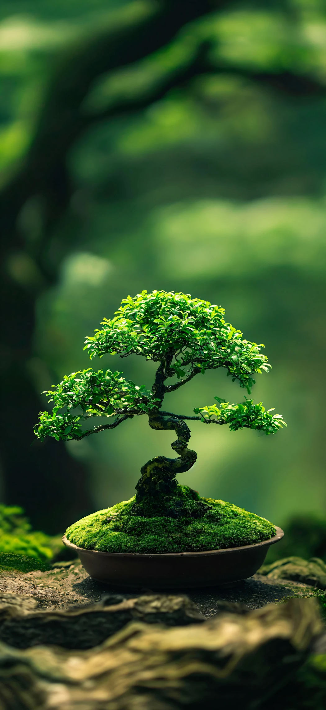 护眼盆栽4K竖屏手机壁纸高清下载 1768x3840