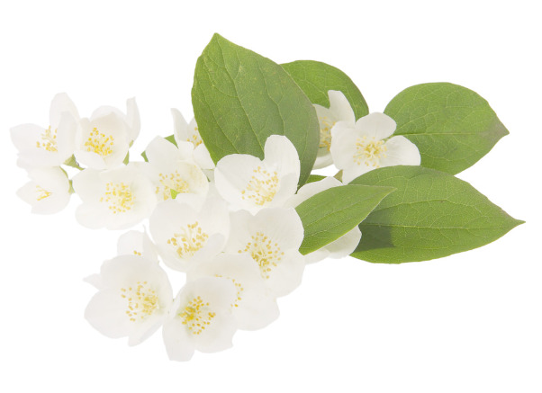 高清茉莉花PNG透明素材，装饰植物图片设计元素下载