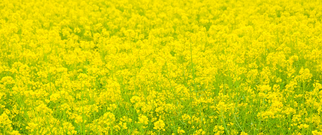 春日油菜花田3440x1440带鱼屏高清壁纸下载