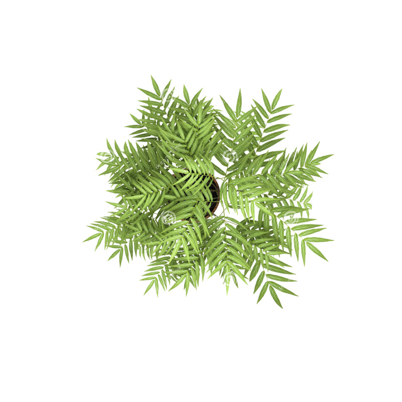 高清俯视树花PNG透明图片，动植物元素设计素材下载