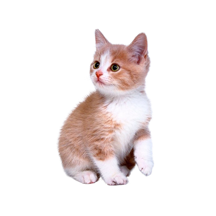高清可爱小猫PNG透明图片素材下载，动植物元素动物设计图