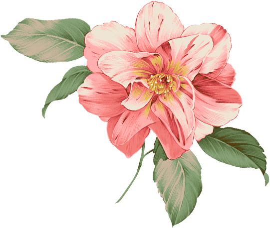 夏日手绘摄影花朵插画PNG素材，高清透明植物图片装饰元素下载