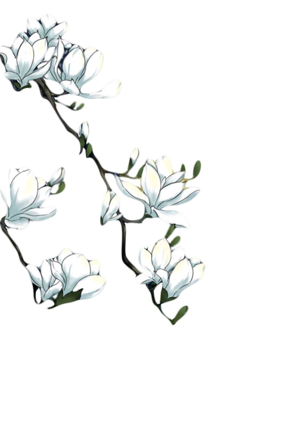 高清白色手绘花朵PNG素材，透明漂浮花瓣元素设计图下载