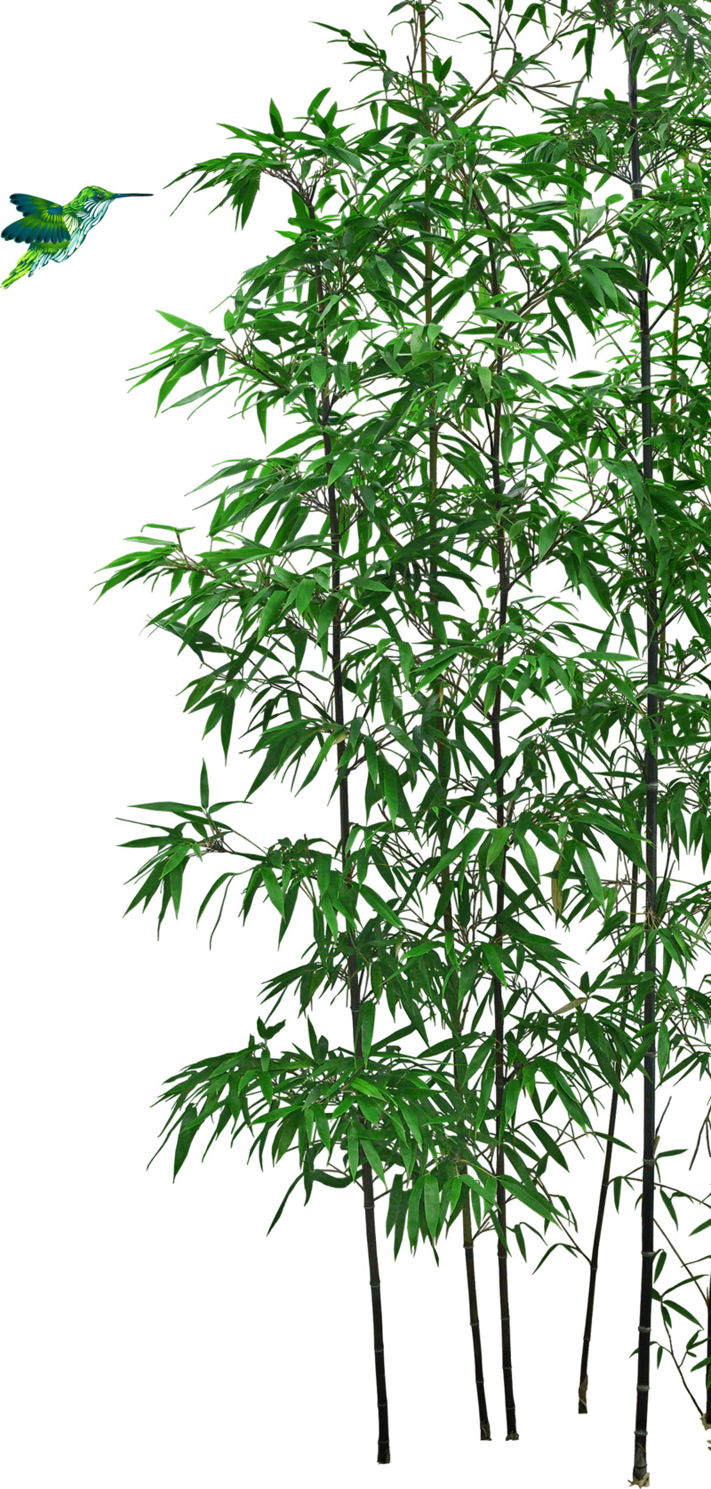 竹子高清PNG透明素材，装饰元素与植物图片设计下载