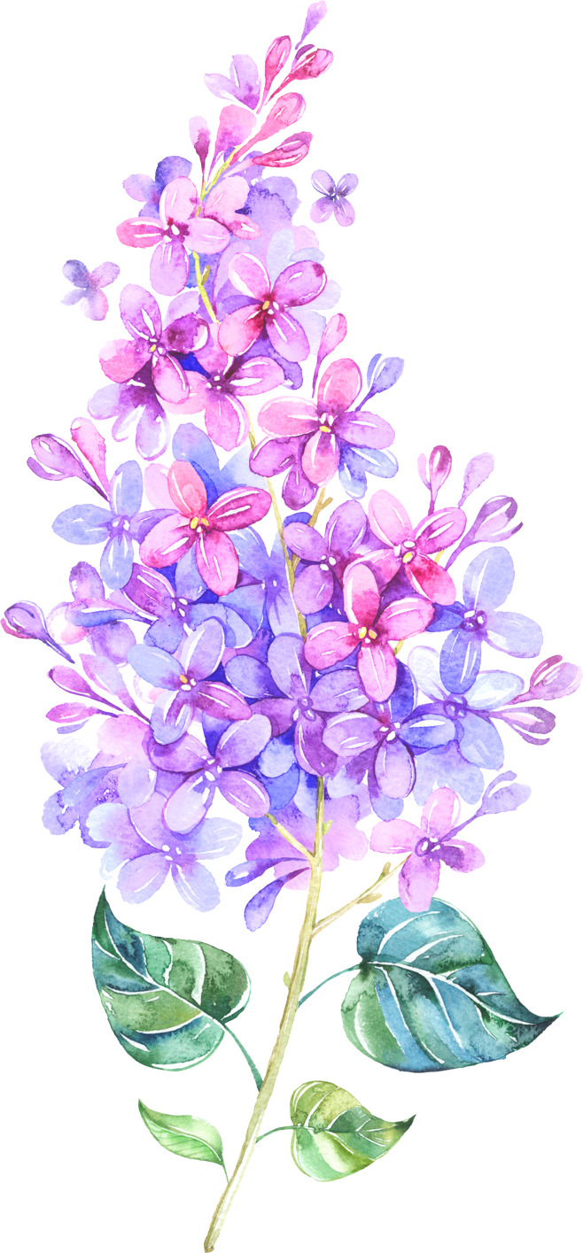 紫色碎花花束高清PNG透明图片素材下载