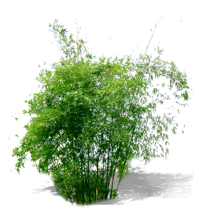 高清低矮树丛PNG透明图片素材，动植物元素植物设计资源下载