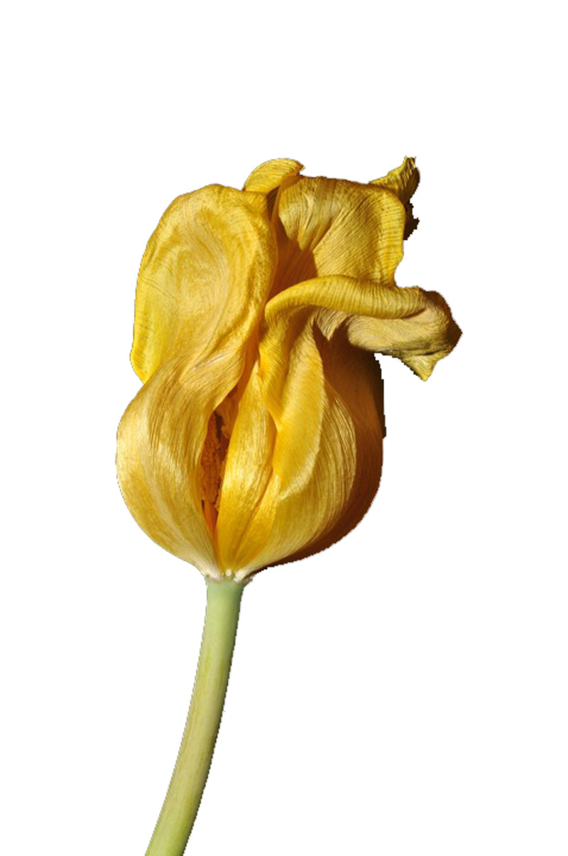 黄色花朵高清PNG透明漂浮花瓣设计素材下载