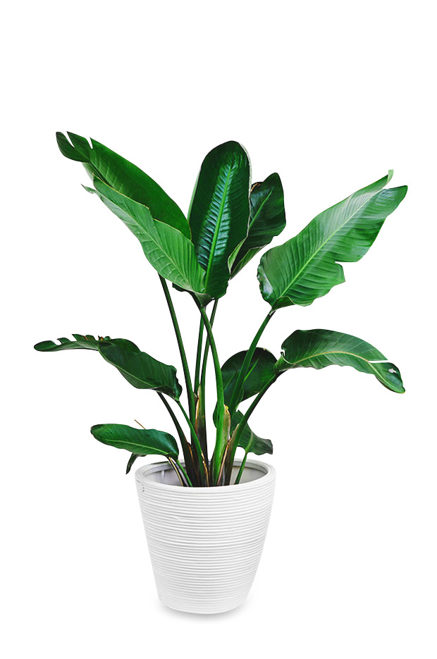 生机勃勃绿植高清PNG透明图，动植物元素设计素材下载