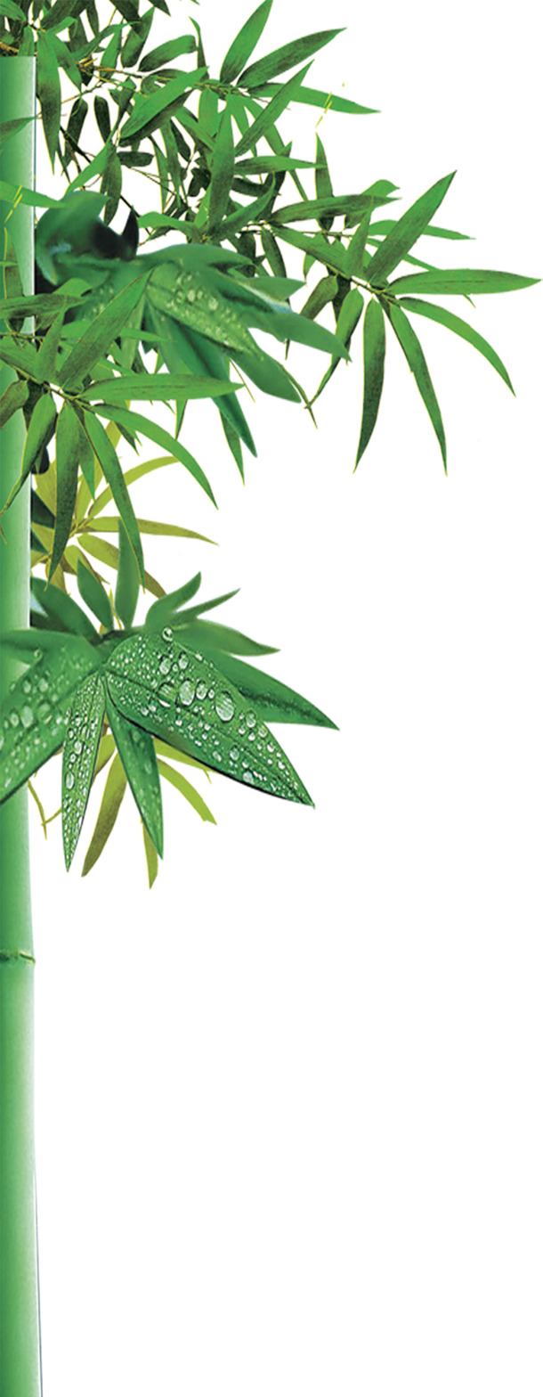 高清绿色竹林水滴PNG透明图片素材，装饰元素植物设计下载