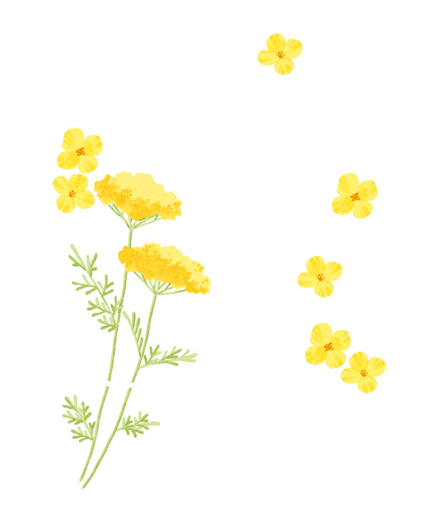 高清PNG透明水彩黄花装饰元素植物图片素材下载