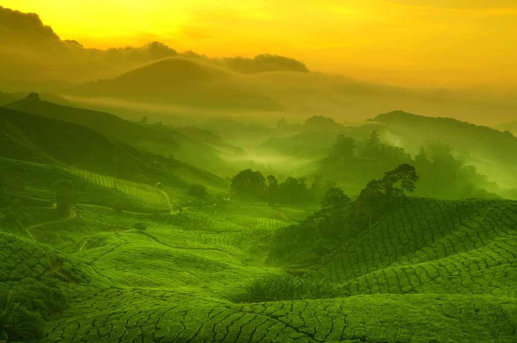 茶园美景4K高清壁纸下载（4000x2657分辨率）