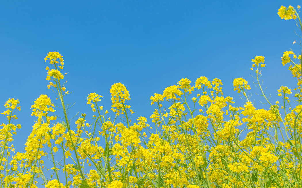 油菜花蓝天4K超清壁纸 3840x2400高清下载